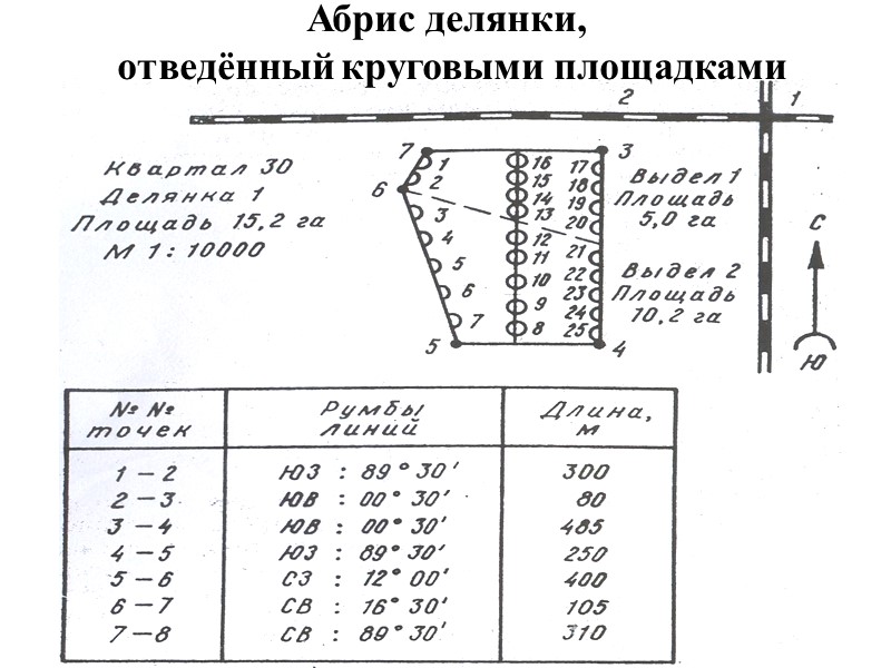 Абрис делянки,  отведённый круговыми площадками